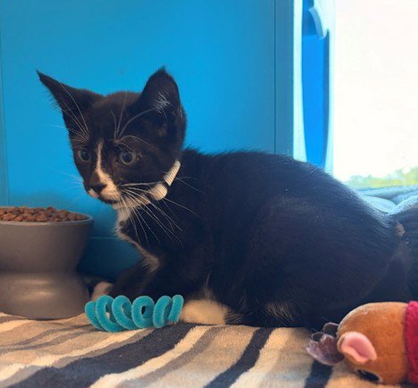 MICAH - Domestic Short Hair available for adoption