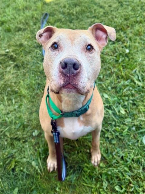 REX - Staffordshire Bull Terrier available for adoption