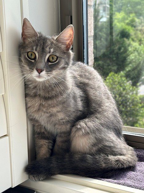 SUZIE Q Image