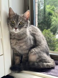 SUZIE Q - Photo 1