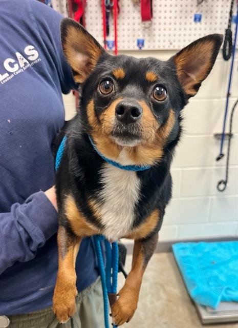 BIC BIC - Chihuahua / Miniature Pinscher available for adoption