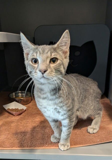 ASH - Domestic Short Hair available for adoption