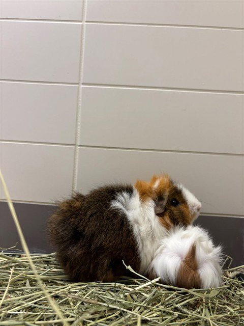 BENGALS - Guinea Pig available for adoption