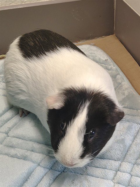 BUGS - Guinea Pig available for adoption