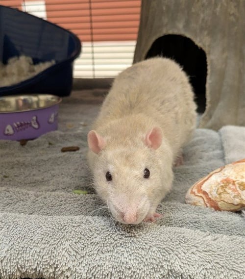 REMY - Rat available for adoption