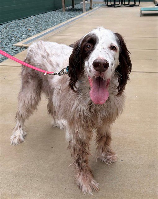 WINSTON - English Setter available for adoption