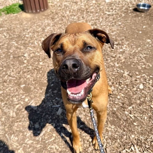 SCRAPPY - Boxer for adoption in Frederick