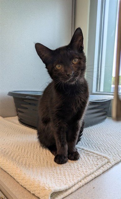 KASEY - Domestic Short Hair available for adoption