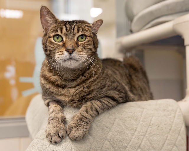 EDGAR - Domestic Short Hair available for adoption