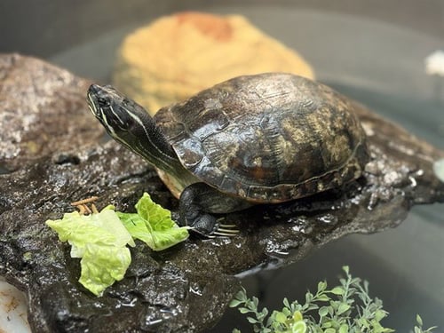 BARNEY - Turtle available for adoption