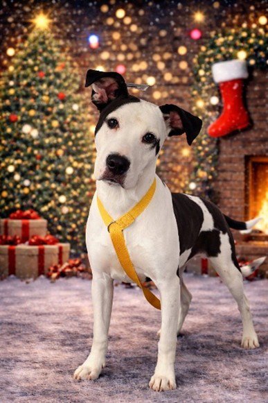 TILLY Image