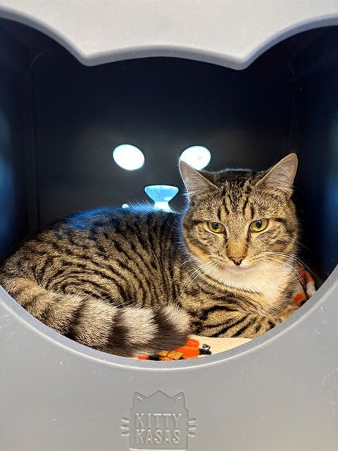 BILLY - Domestic Short Hair available for adoption