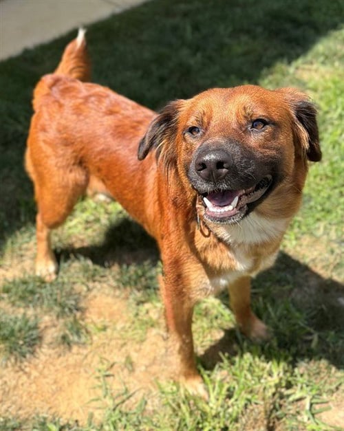 GINGER - Chow Chow / Australian Shepherd available for adoption
