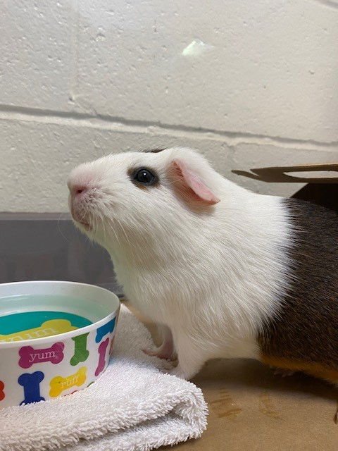 UMBERTO - Guinea Pig available for adoption