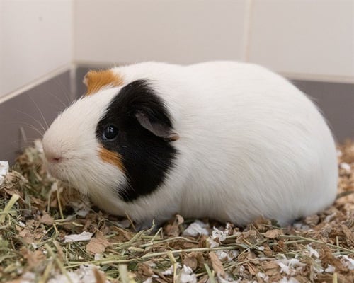 GARY - Guinea Pig available for adoption