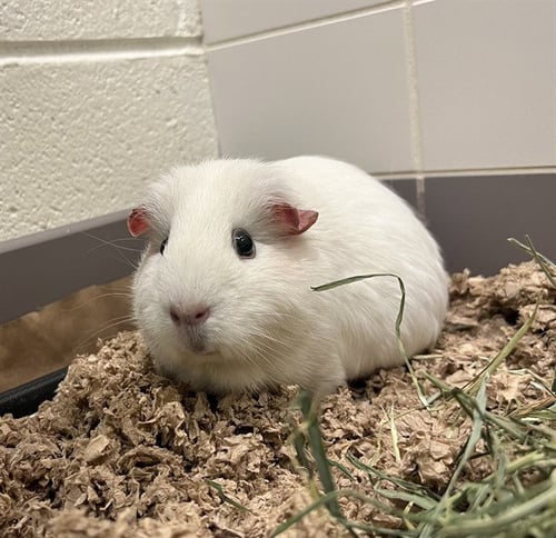 SNOWFLAKE - Guinea Pig available for adoption