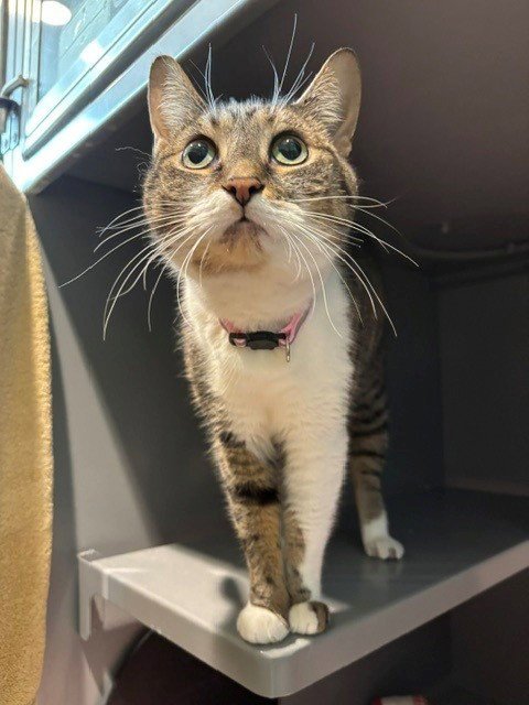 EMMA - Domestic Short Hair for adoption in Frederick
