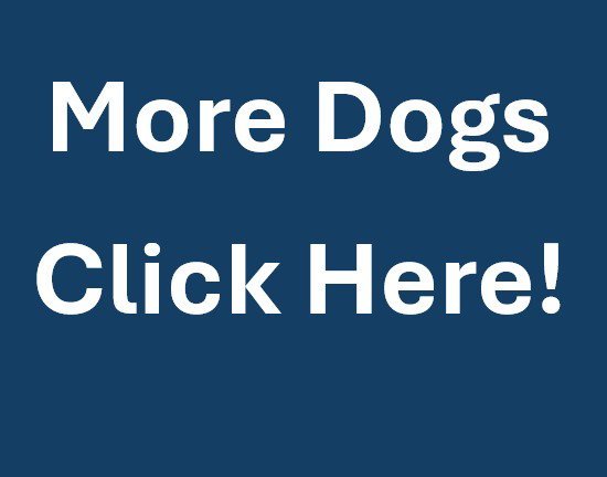 MORE DOGS Image