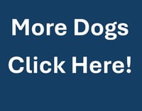 MORE DOGS - Photo 1