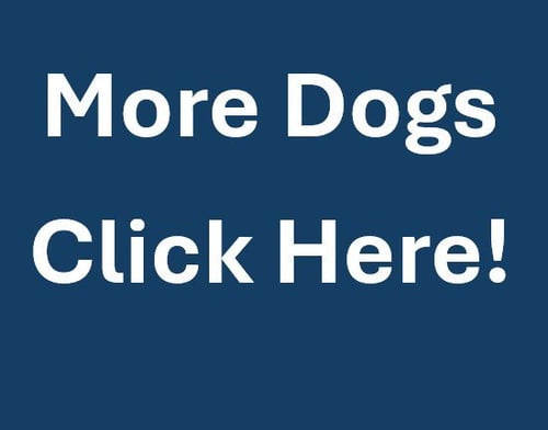 MORE DOGS - Golden Retriever available for adoption