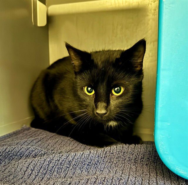 BLACK PANTHER - Domestic Short Hair available for adoption
