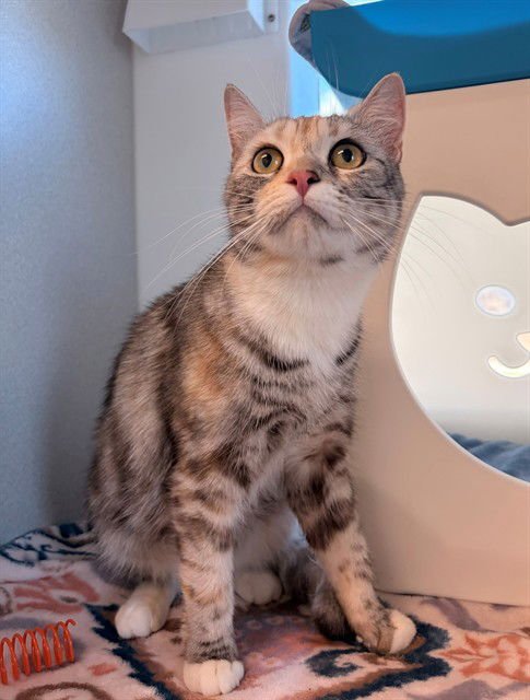 BOOMBOX - Domestic Short Hair available for adoption