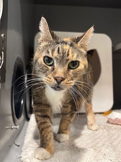 KIKI - Domestic Short Hair available for adoption