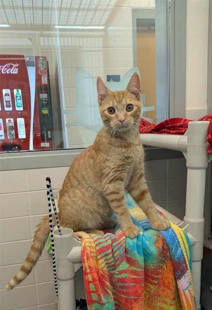 ORANGE JUICE - Domestic Short Hair available for adoption