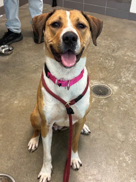 DAISY - Labrador Retriever available for adoption