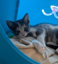 CALI - Photo 1