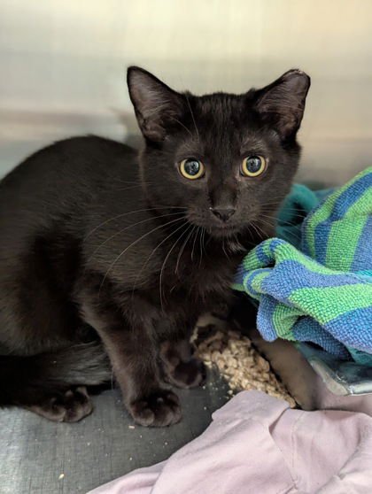 DAKOTA - Domestic Short Hair available for adoption