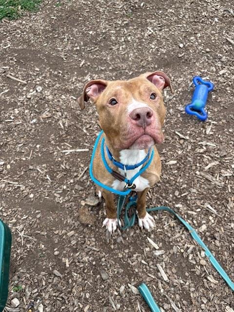 MOTLEY CRUE - Pit Bull Terrier available for adoption