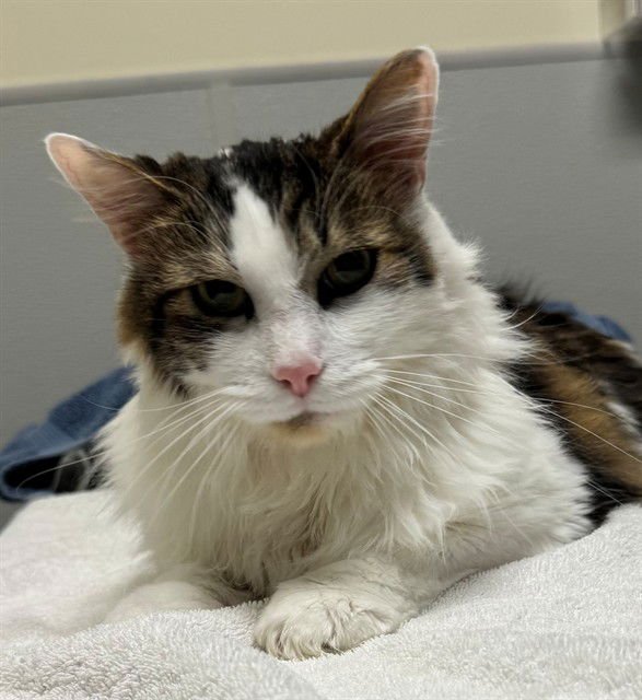 TOMI - Domestic Short Hair available for adoption