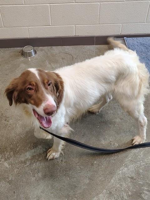 TALON - English Setter / French Brittany available for adoption
