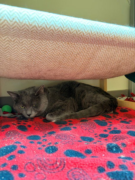 BELLO - Domestic Short Hair available for adoption