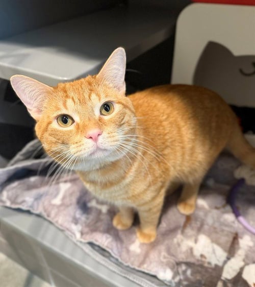 CHEETO - Domestic Short Hair available for adoption