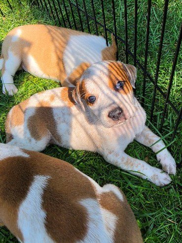 CORAL - Hound available for adoption