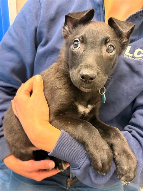 BARBA - Labrador Retriever available for adoption