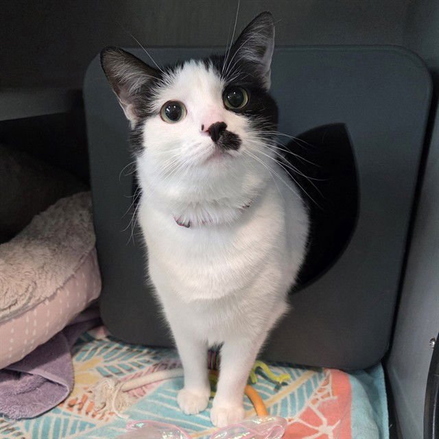 ZOEY - Domestic Short Hair available for adoption