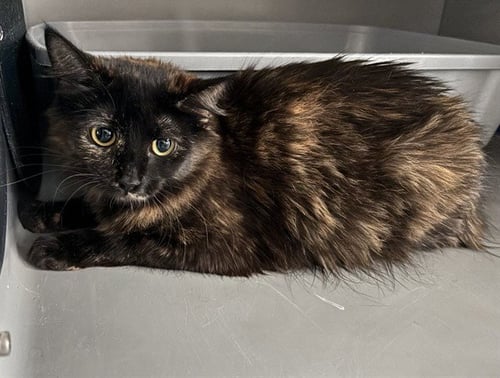 SHADOW - Domestic Medium Hair for adoption in Frederick
