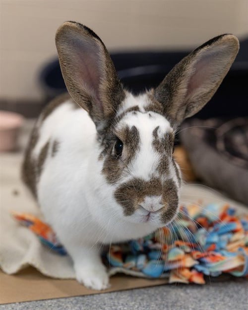 MIRACLE - Shorthaired Rabbit available for adoption