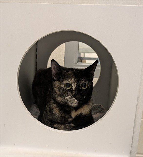 STORMI Image