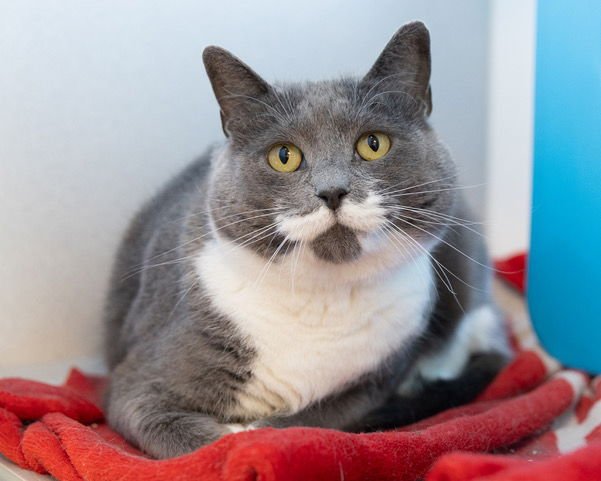 SAMANTHA - Domestic Short Hair available for adoption