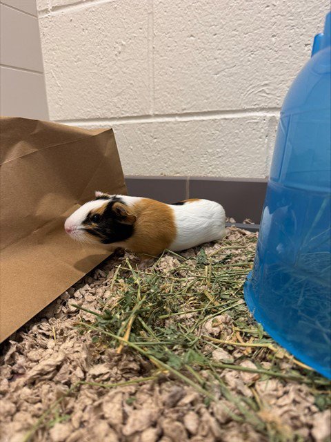 GIANTS - Guinea Pig available for adoption