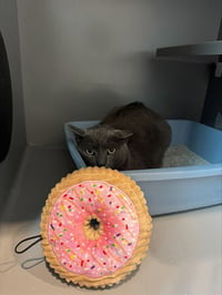 DONUT - Photo 1