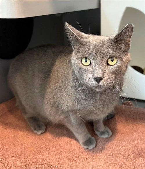 DONUT - Domestic Short Hair available for adoption