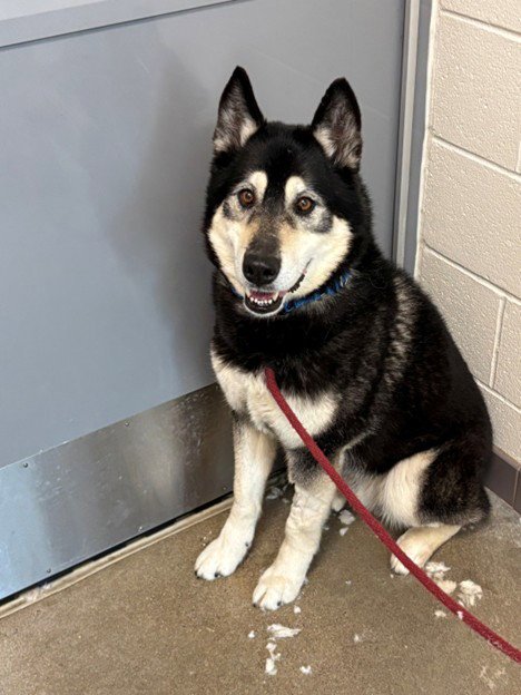 MAX - Siberian Husky / German Shepherd Dog available for adoption