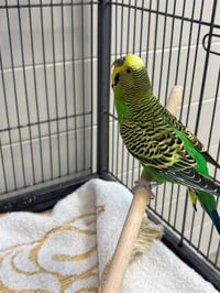 GREENIE - Photo 1