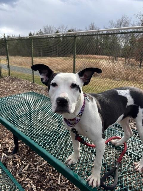 TILLY - Terrier available for adoption