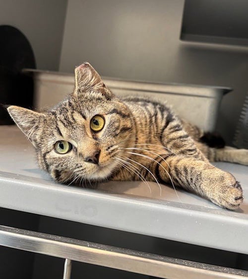 FRANKIE - Domestic Short Hair available for adoption